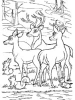 Bambi-17